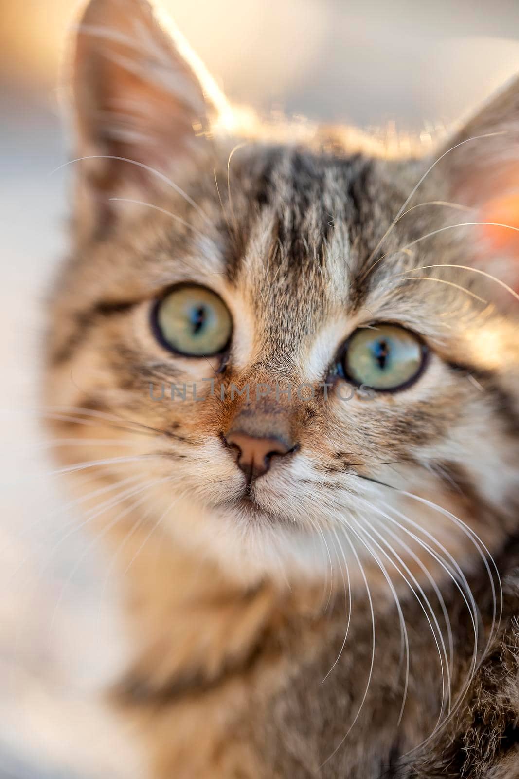 Portrait of a cute small cat. Close up by EdVal