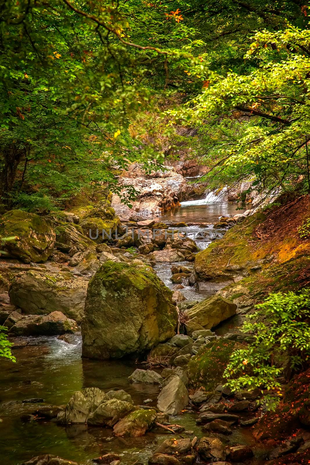 Rocky creek in the forest. River with rocks. densely overgrown forest with flowing stream nature background.