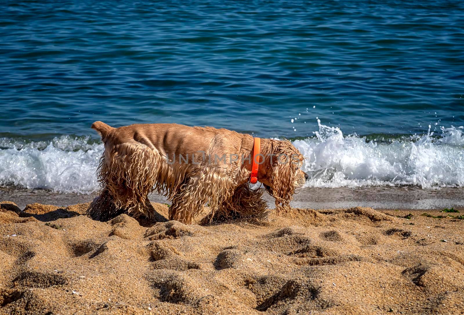 Cocker Spaniel walks at the beach near the sea.