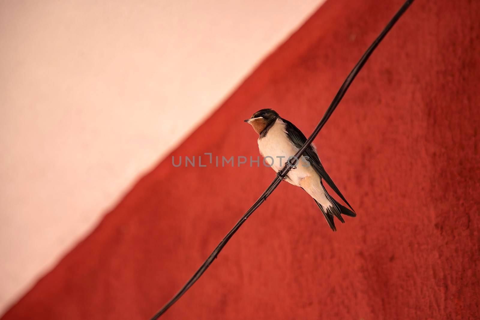 Alone swallow bird sitting on a wire at red background. Close up