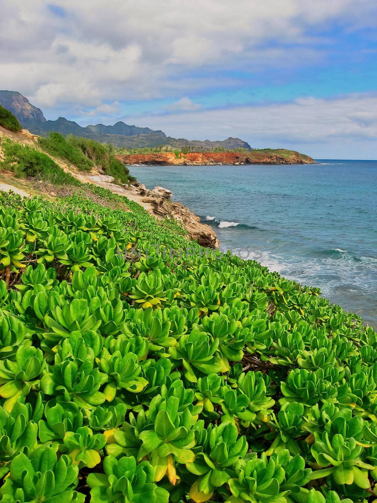 Magnificent Cliff and Ocean Coastline Views along Maha'ulepu Heritage Trail between Shipwrecks Beach and Punahoa Point on Island of Kauai, Hawaii. Naupaka Plants Grow Abundantly in Foreground