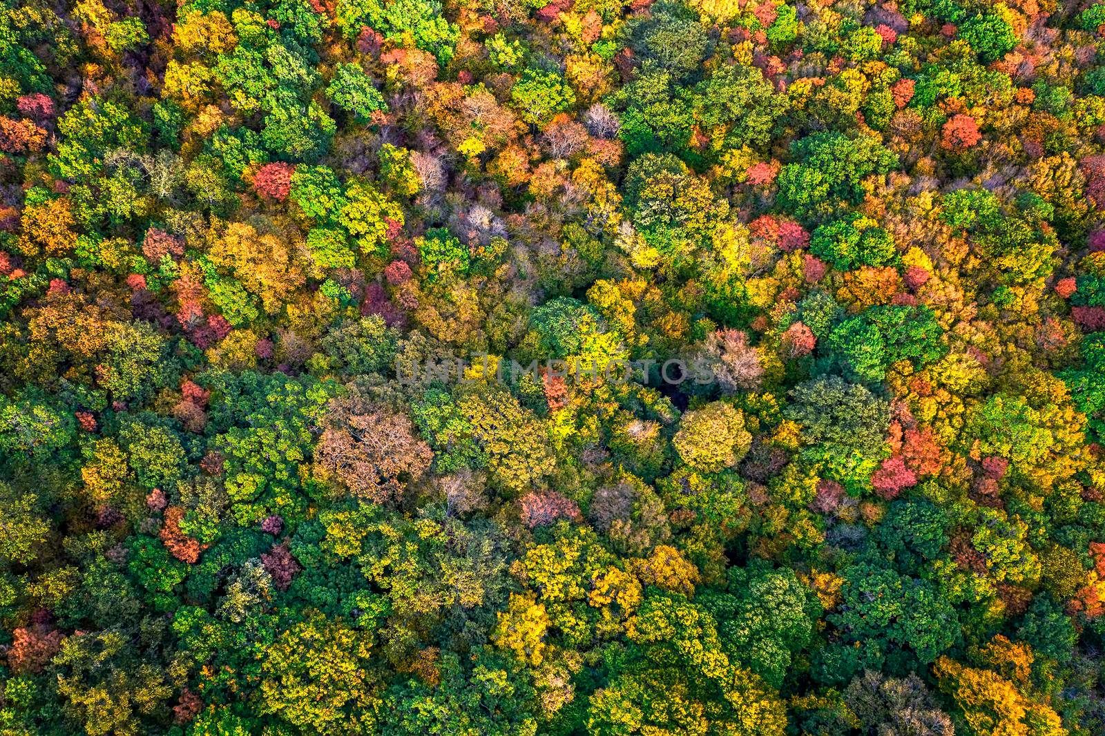 Autumn color forest. Aerial view from a drone over colorful autumn trees in the forest.
