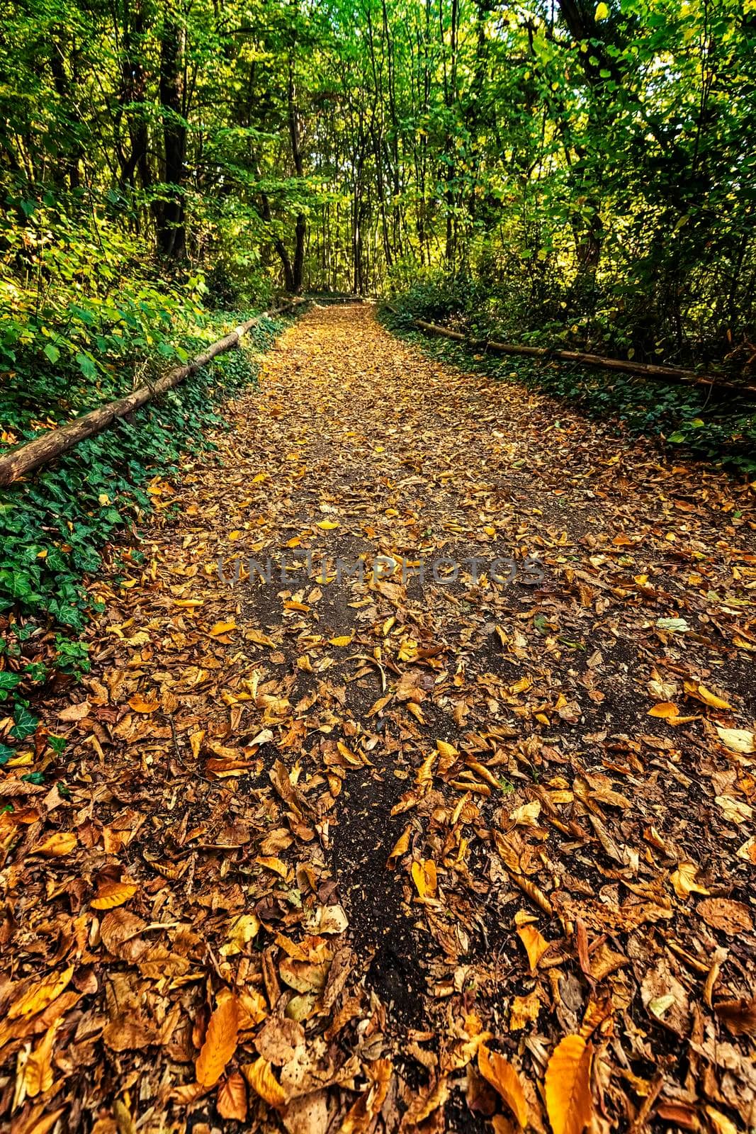 on a cool crisp fall day, a walk in the forest is a very pleasant pastime