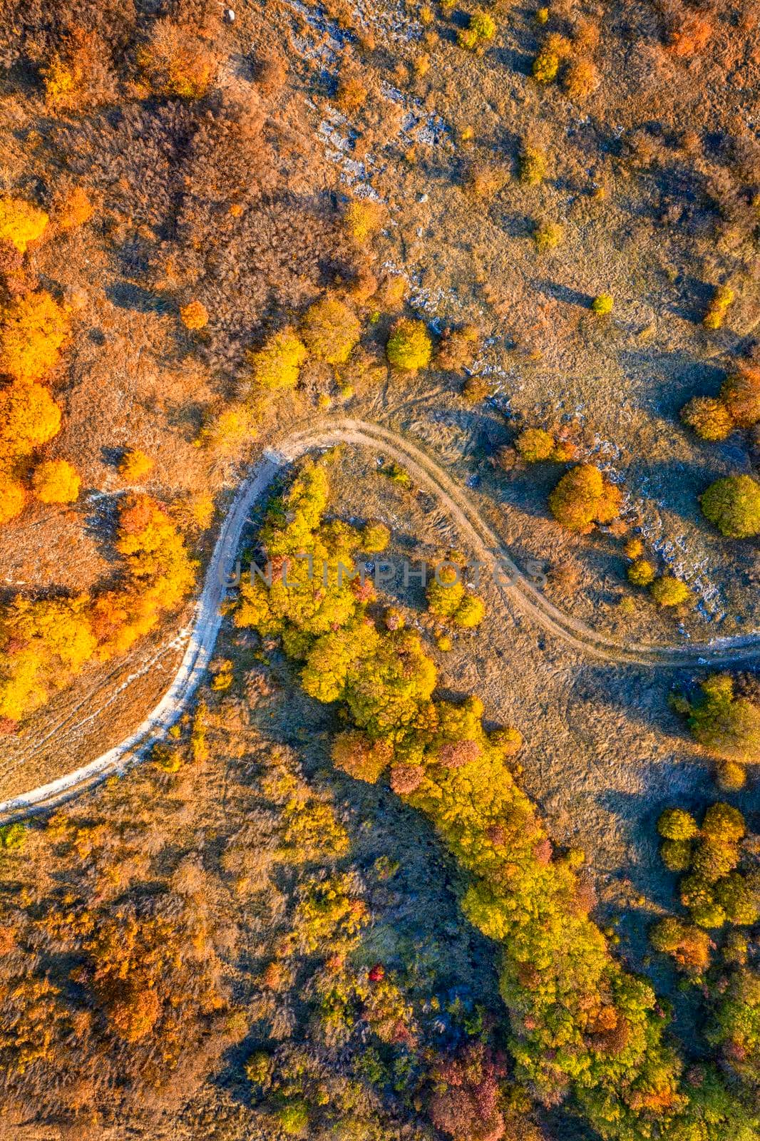 aerial top view from drone of park autumn landscape with trees, colorful lawn, and walking path. Vertical view by EdVal