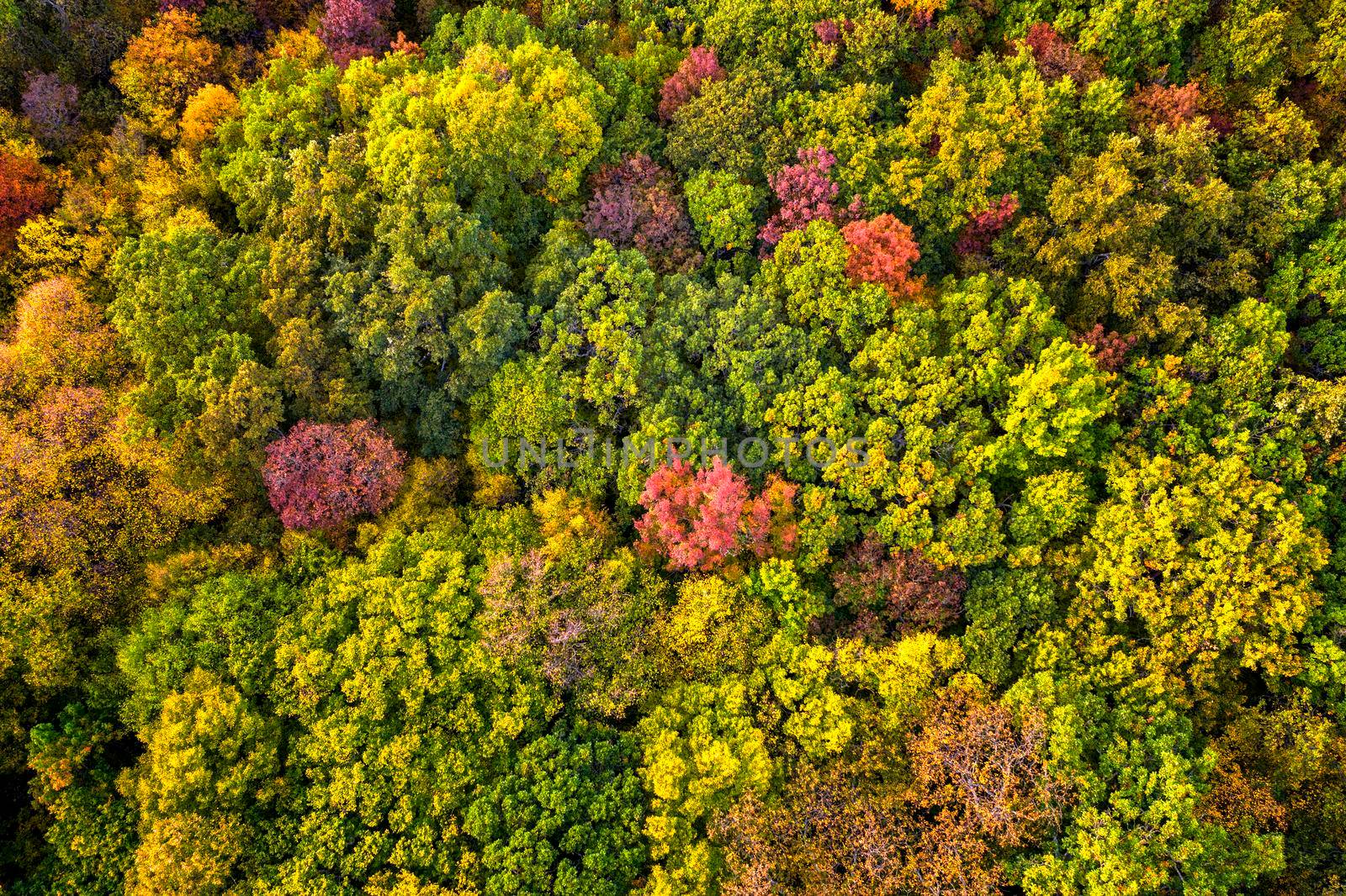 Autumn color forest. Aerial view from a drone over colorful autumn trees in the forest.