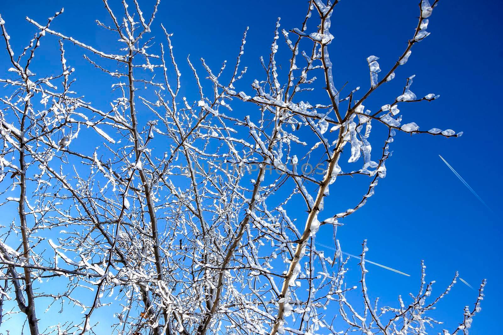 Frozen tree branches in winter ice at the blue sky.