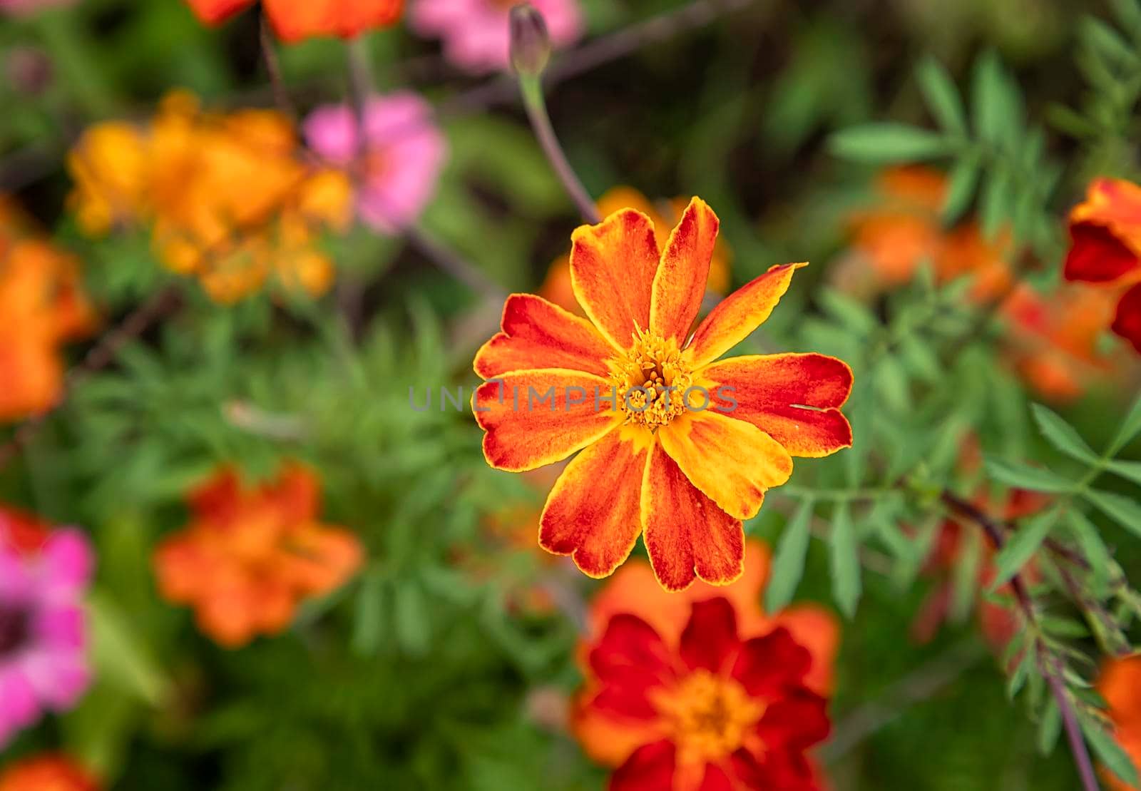 Tagetes patula - Marigold flowers in summer sunny garden. Selective focus. 