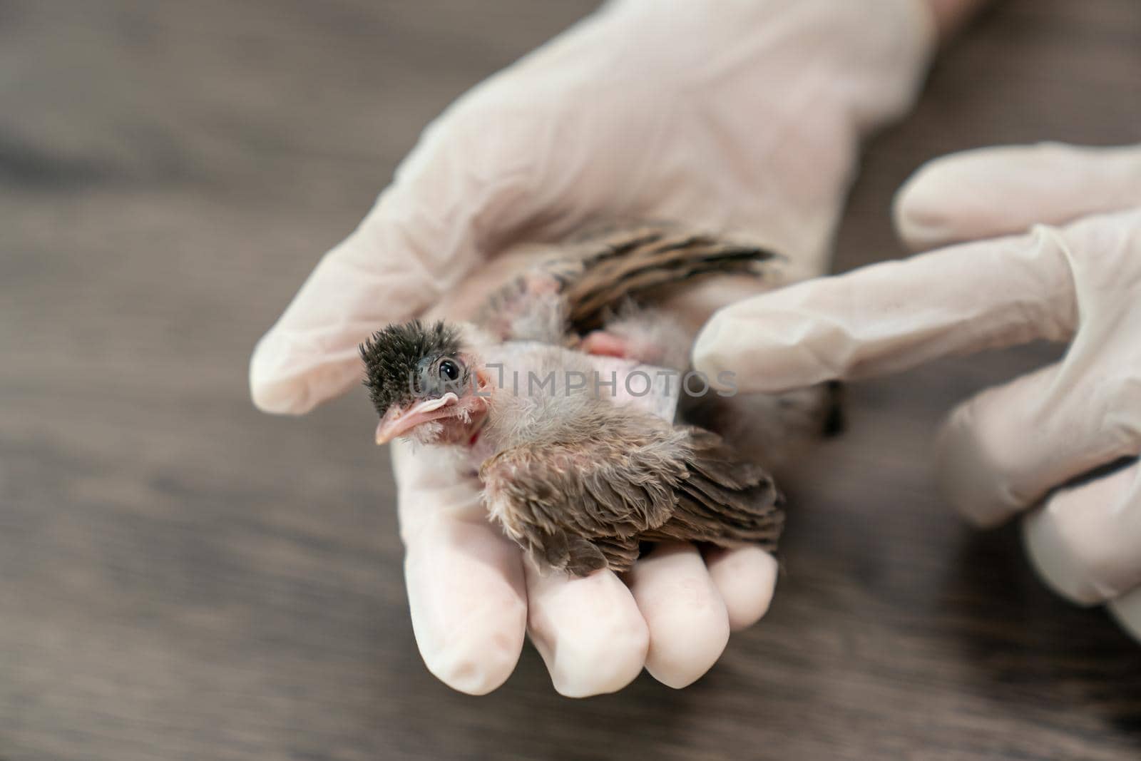 Close up of veterinarians hands in surgical gloves holding small bird, after attacked and injured by a cat. by sirawit99