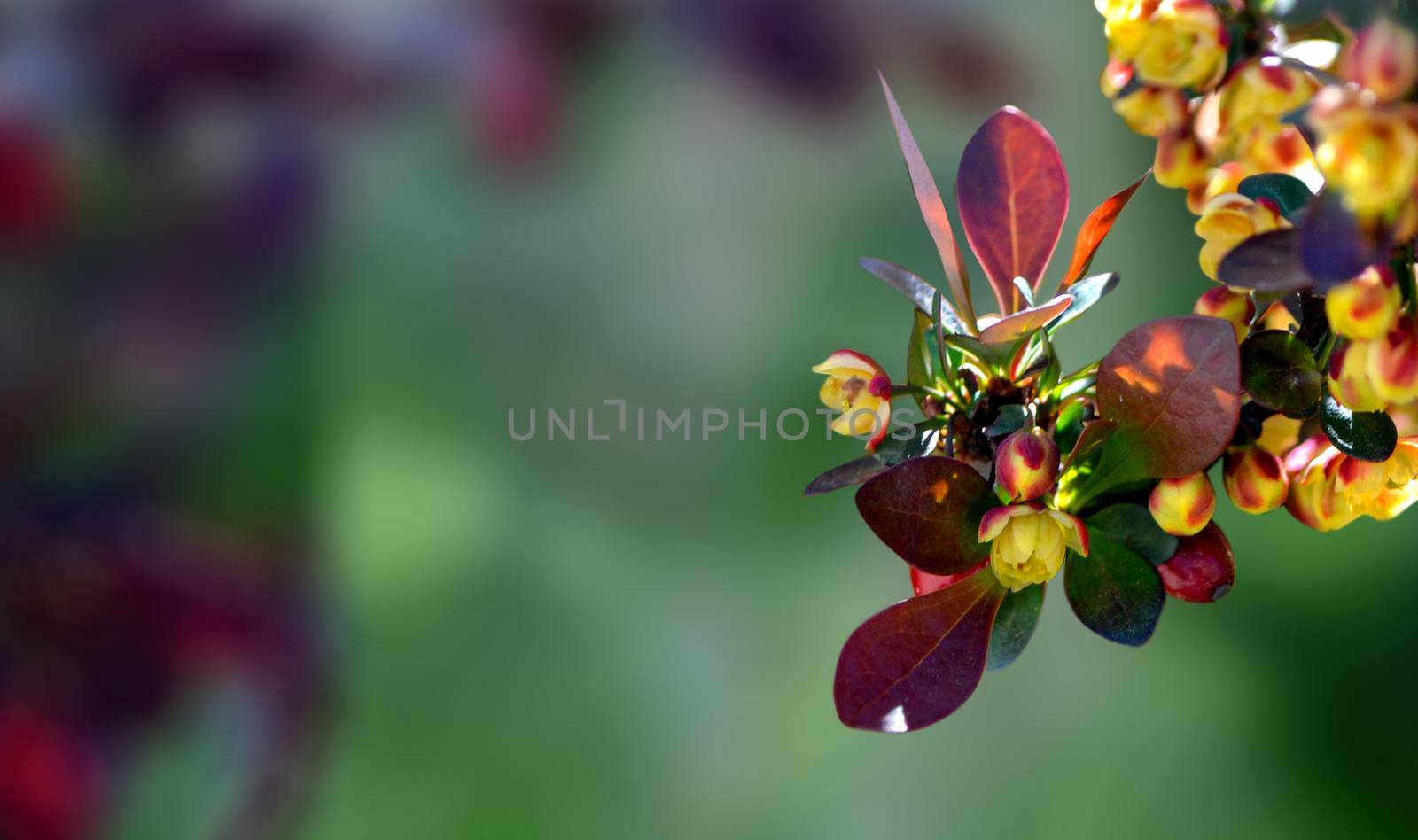 Macro inflorescences of barberry Berberis thunbergii with yellow flowersBeauty In Nature Growth Nature Flower of Berberis thunbergii Focus On Foreground. High quality photo