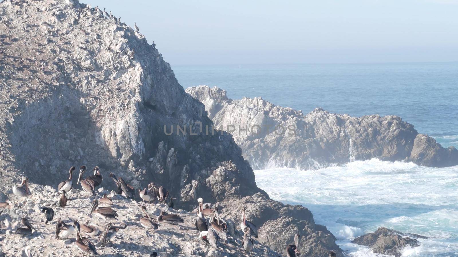 Pelicans flock, rocky cliff island, ocean, Point Lobos, California. Birds flying by DogoraSun