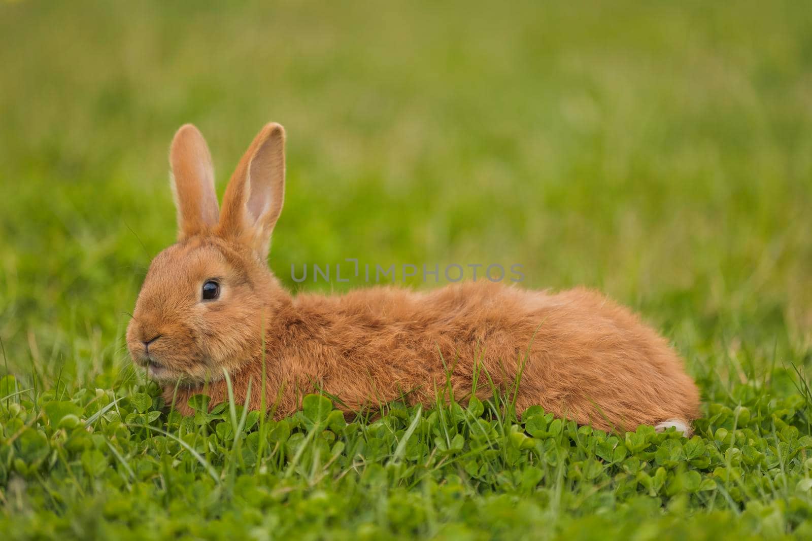 orange rabbit on the lawn grazes the grass