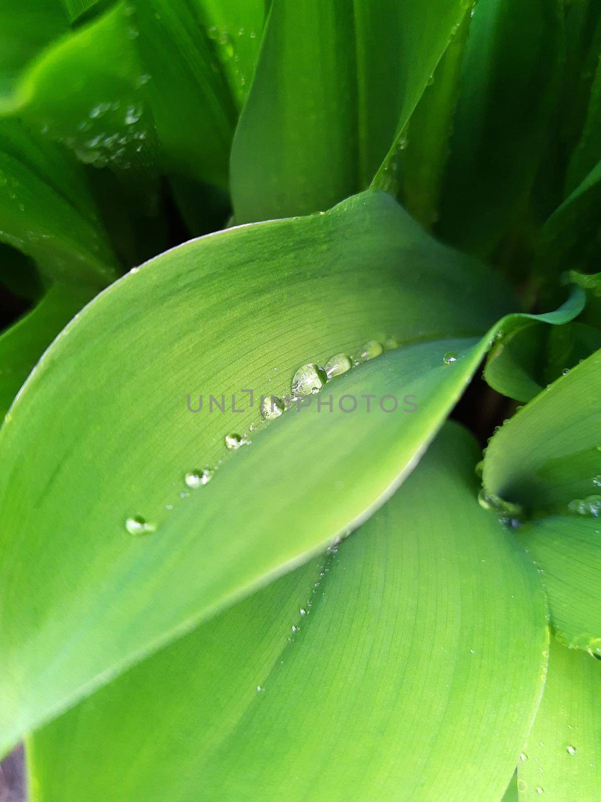 Morning raindrops on green leaves of lily of the valley close up.