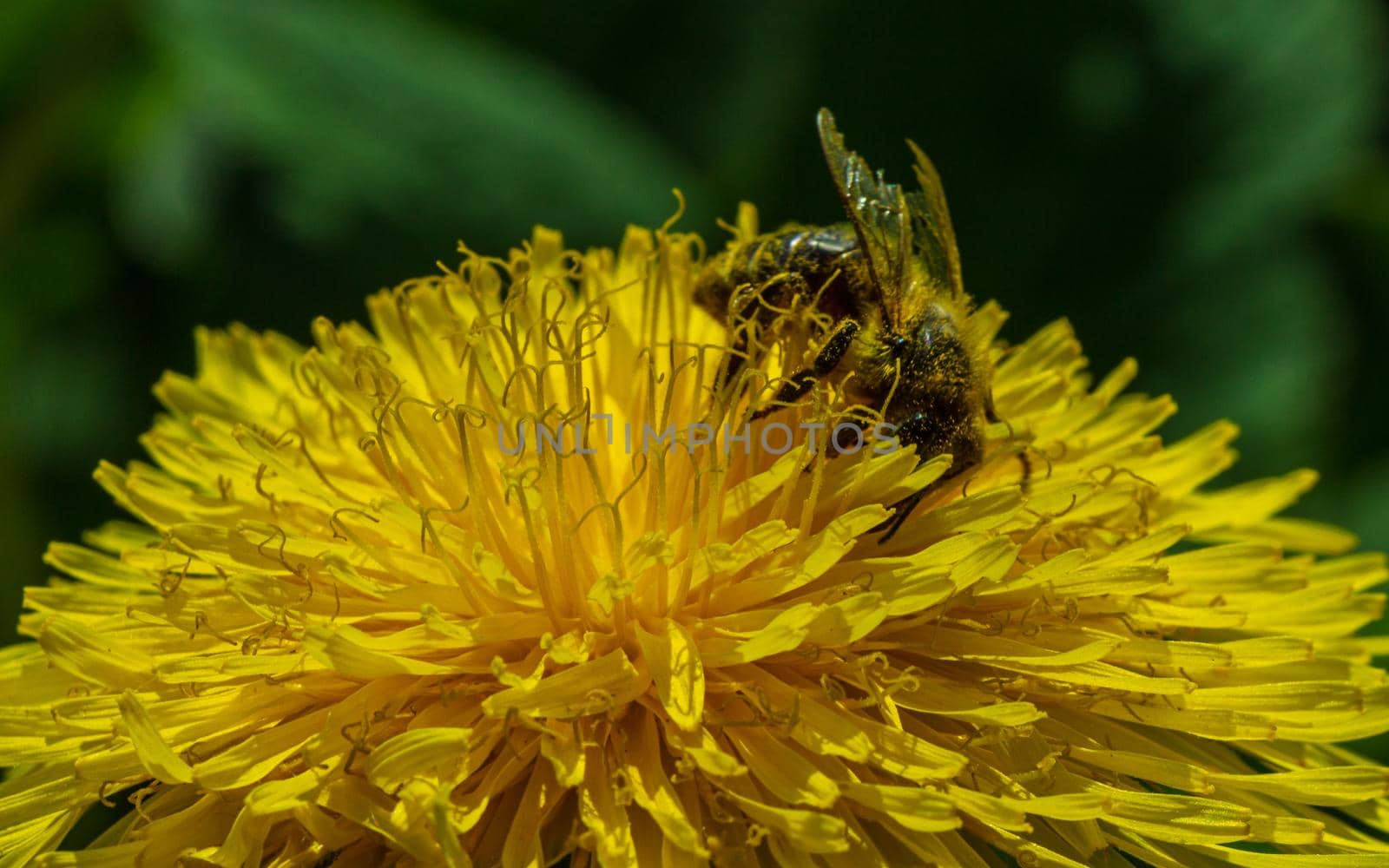 Dandelion yellow flower, insect bee inside by scudrinja