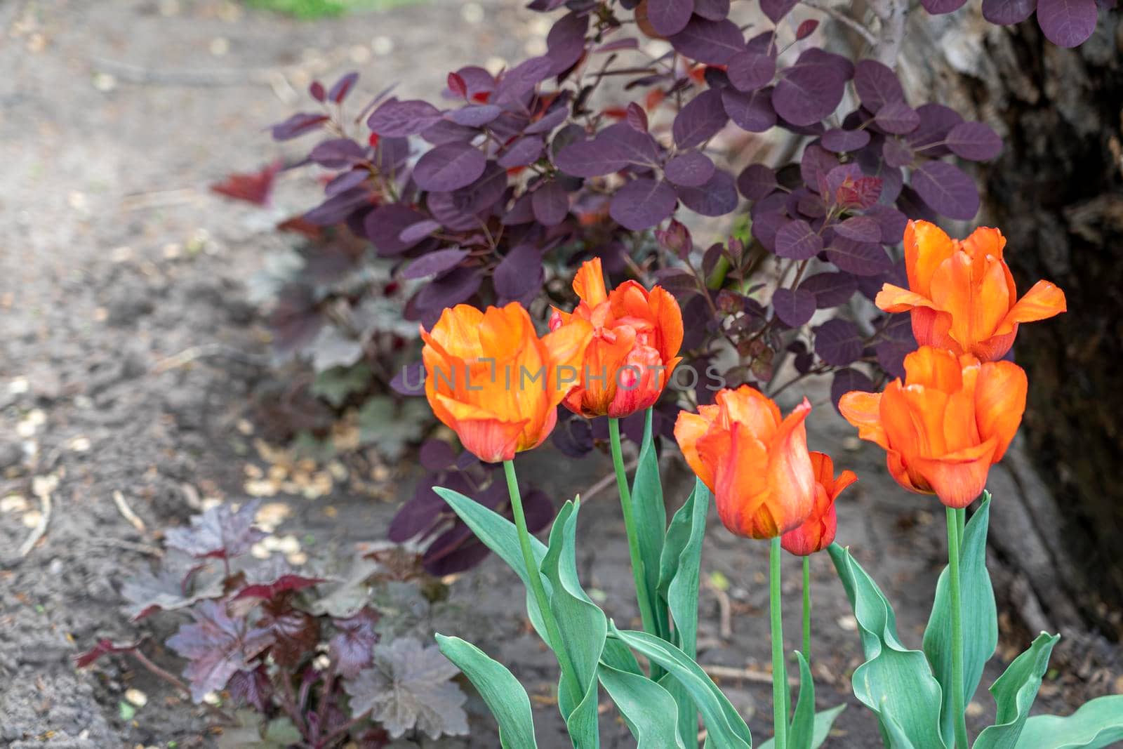 red tulips in the garden on the background of a red shrub. photo