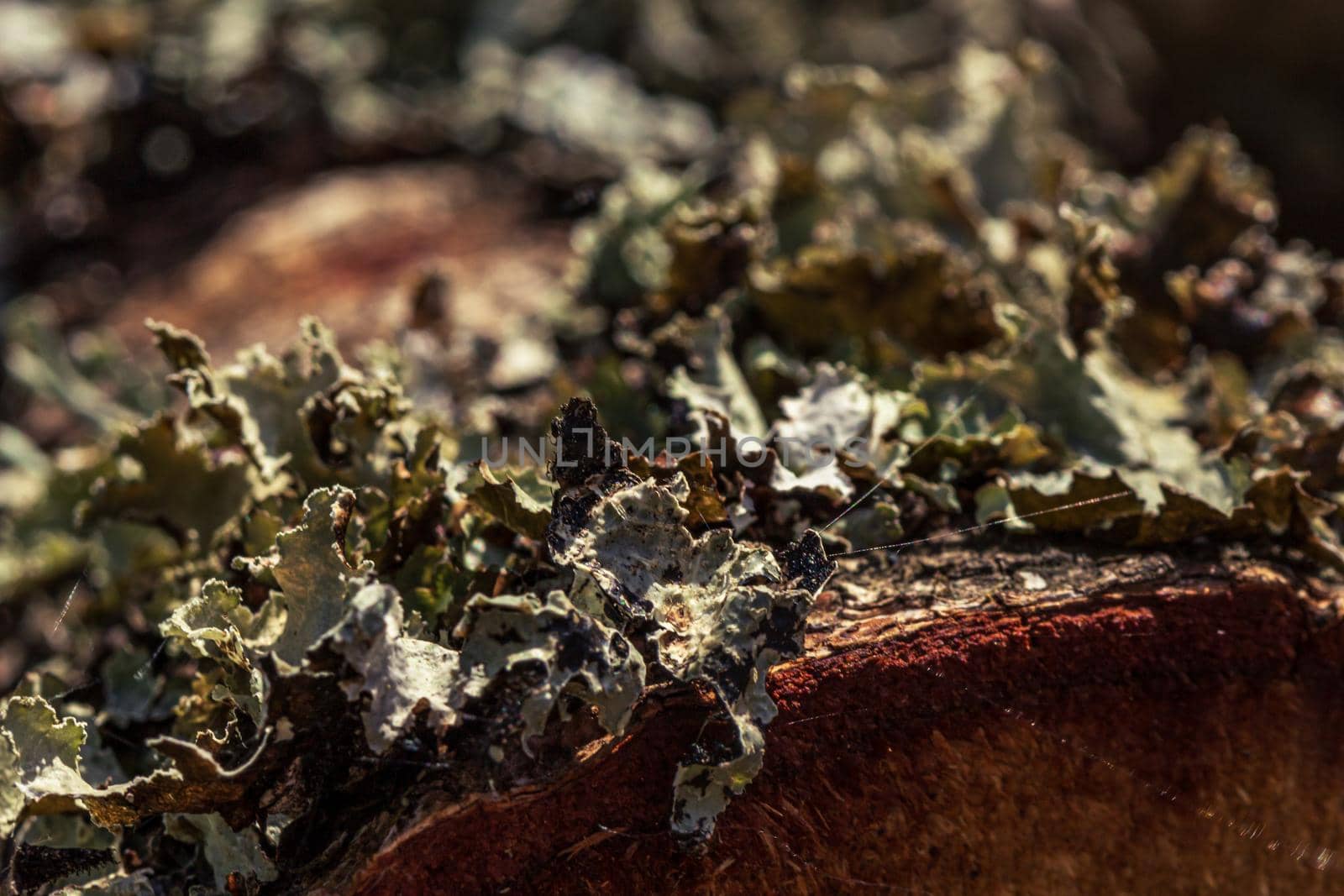 Moss covered wood bark macro close up, macro photo moss.