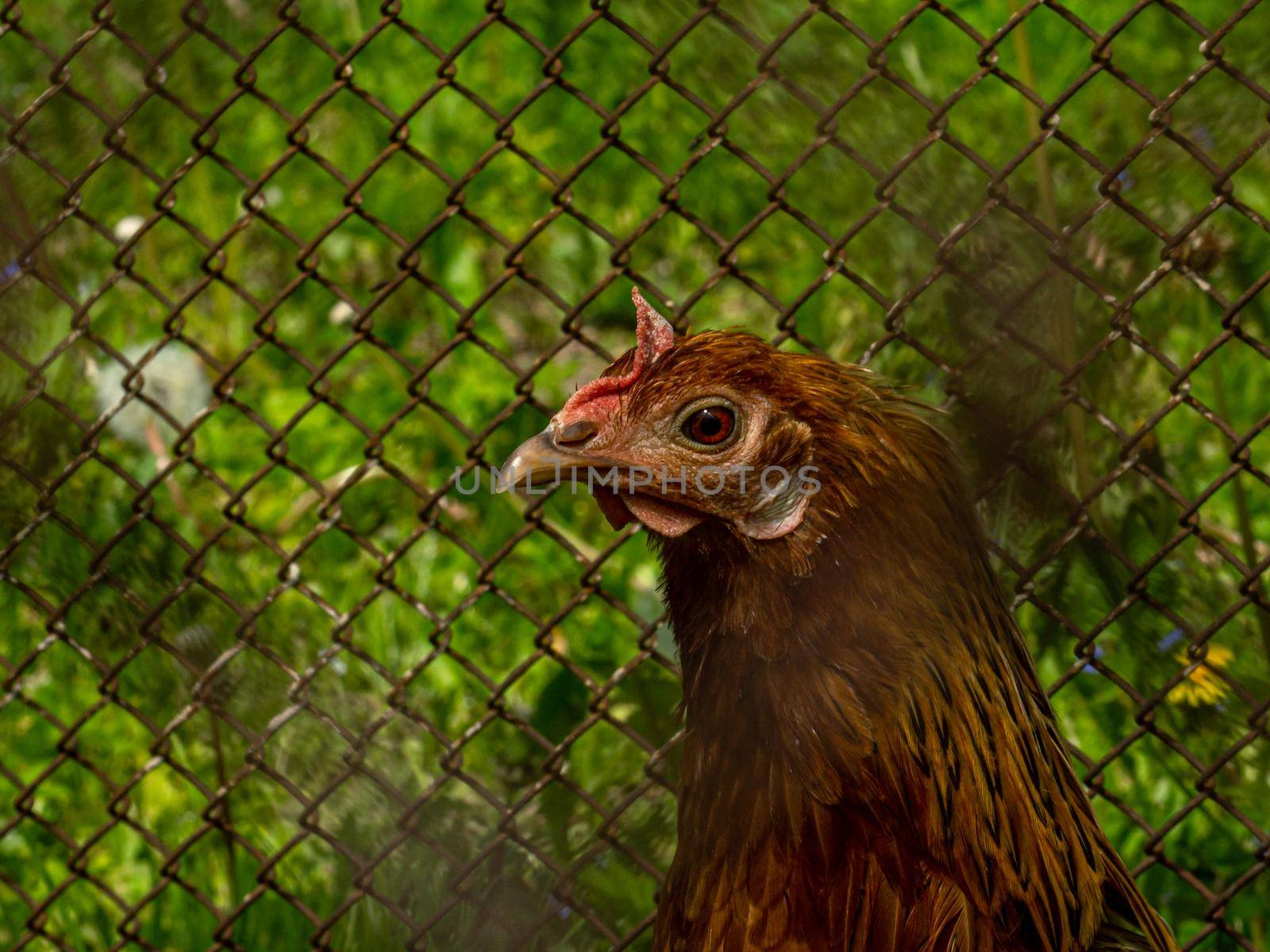 Brown chicken looking around in cage