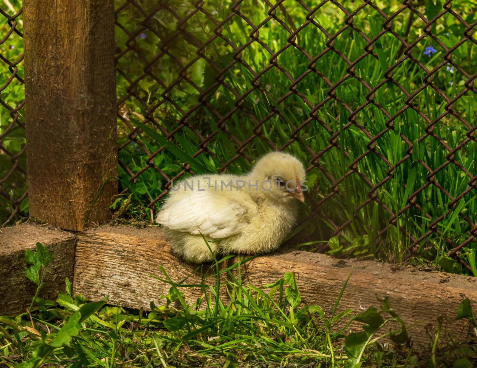 Little chicken yellow fluffy baby by scudrinja