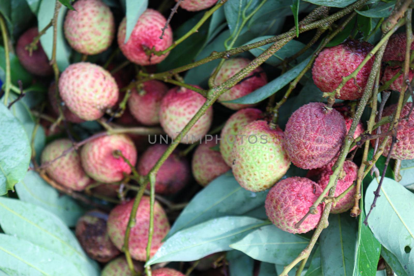 tasty and healthy litchi bunch in farm for harvest and sell