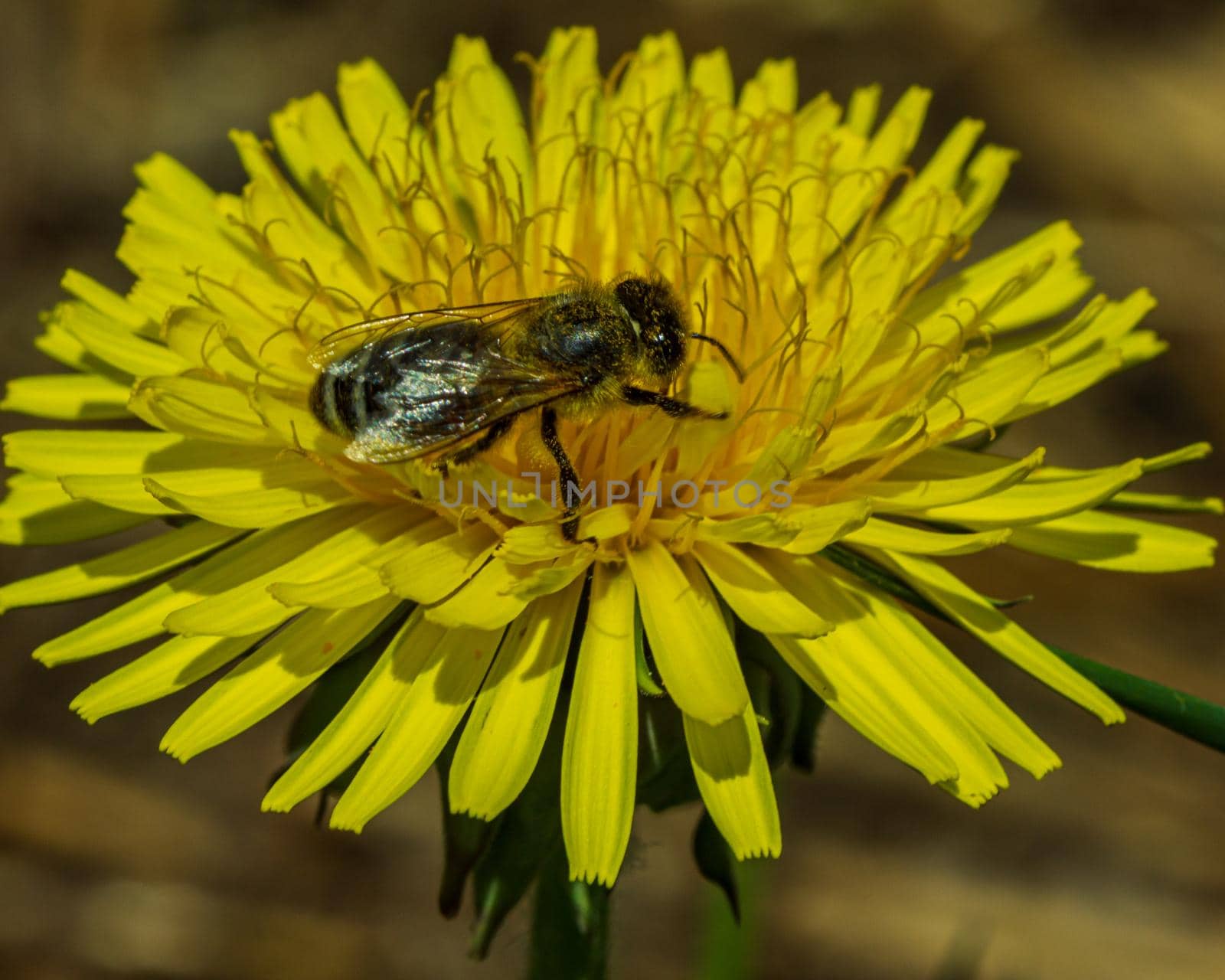 Dandelion yellow flower, insect bee inside by scudrinja