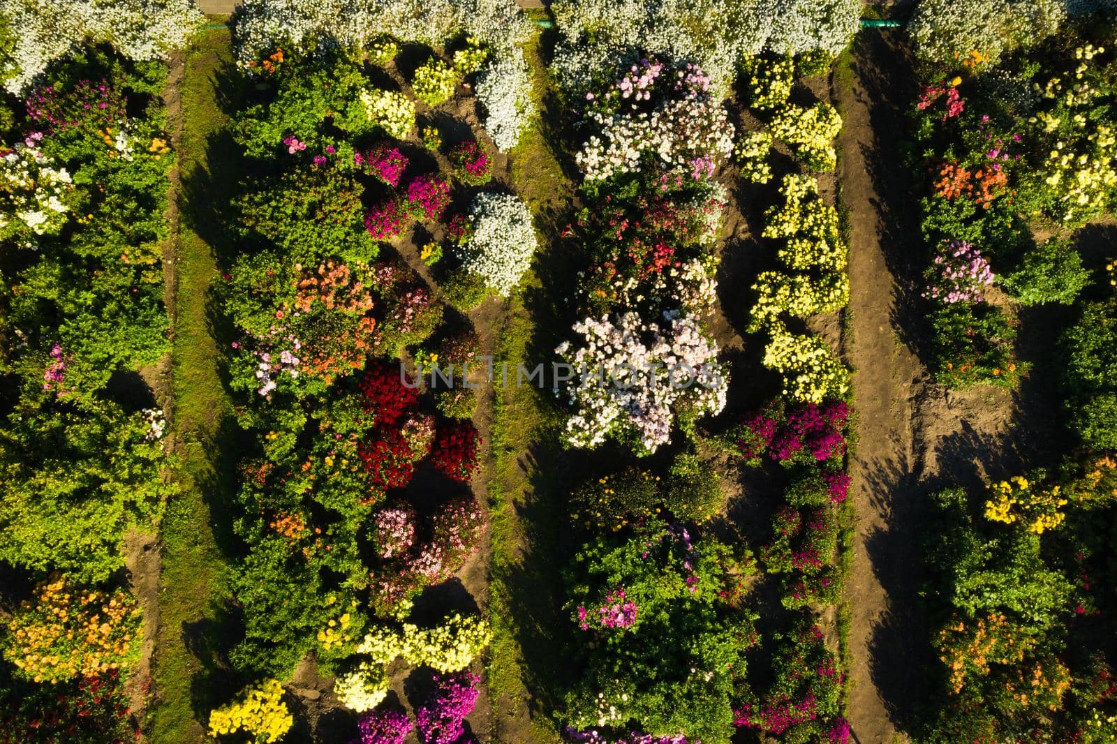 Top view of the autumn Minsk Botanical Garden. Belarus.