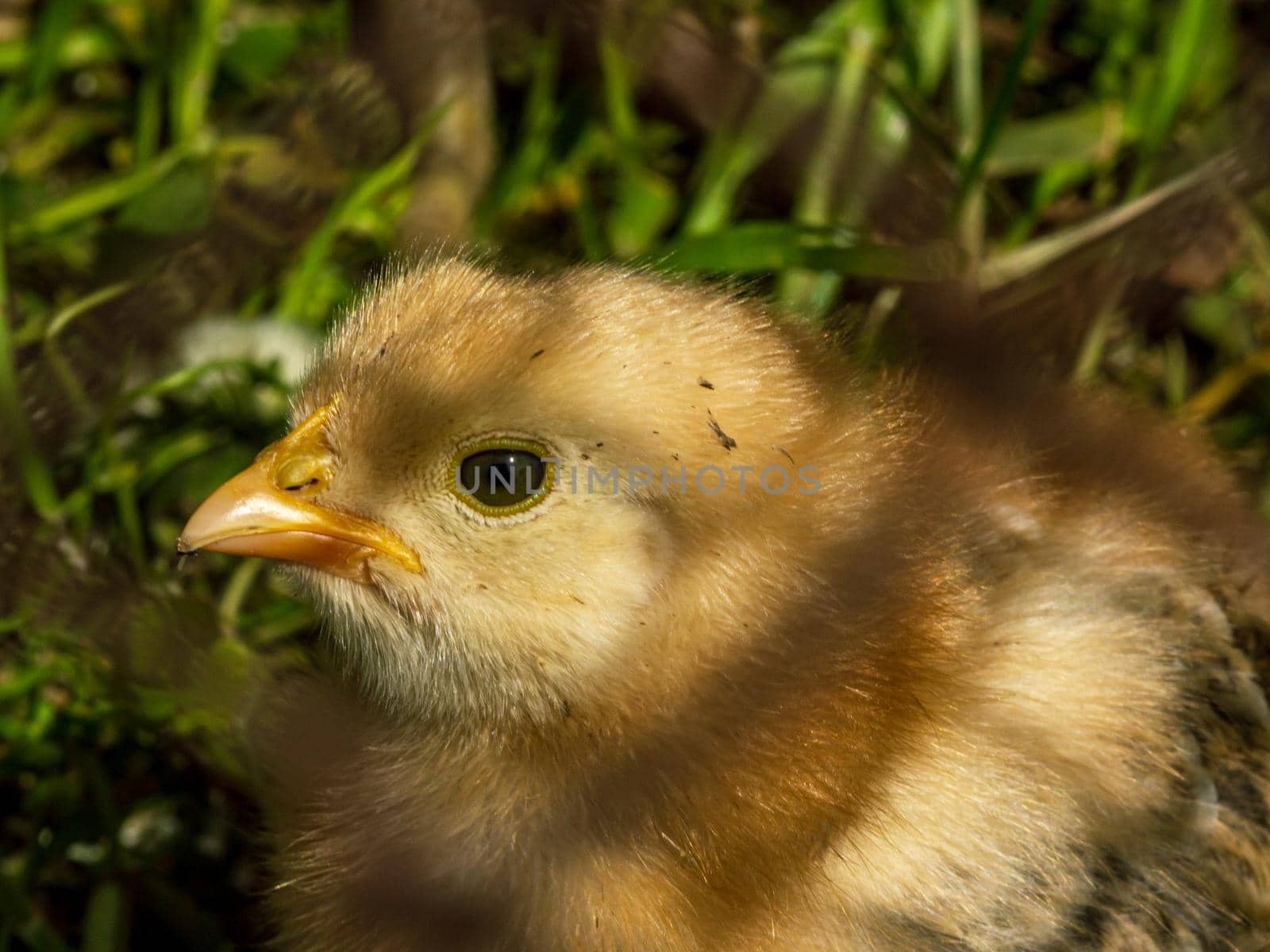 Little chicken fluffy yellow baby chick