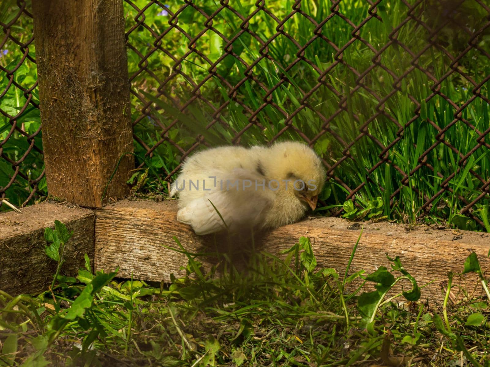 Little chicken fluffy yellow baby chick sleeping