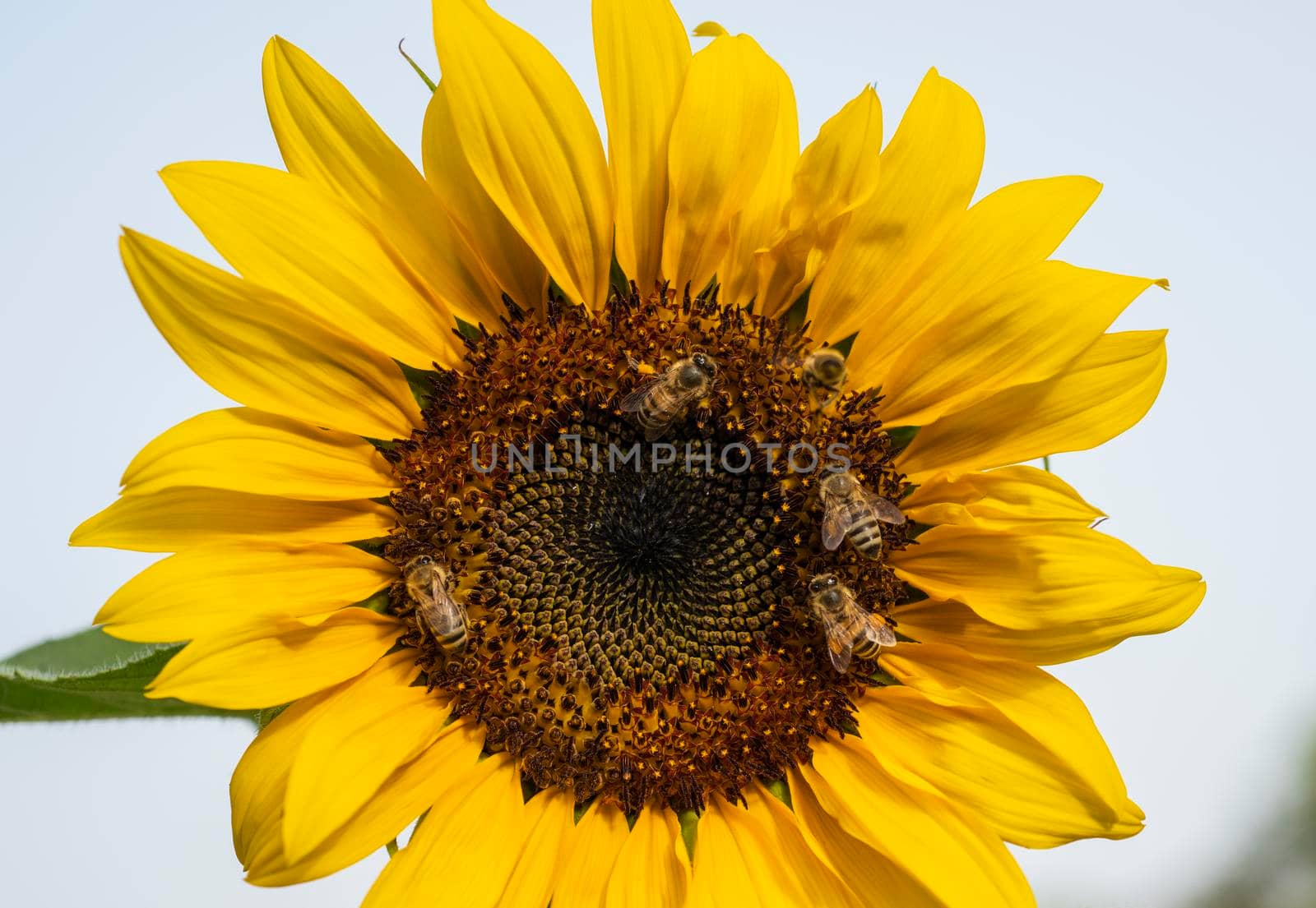 Close-up detail of a yellow sunflower hellanthus annuus honey bee apis collecting pollen in garden on white background