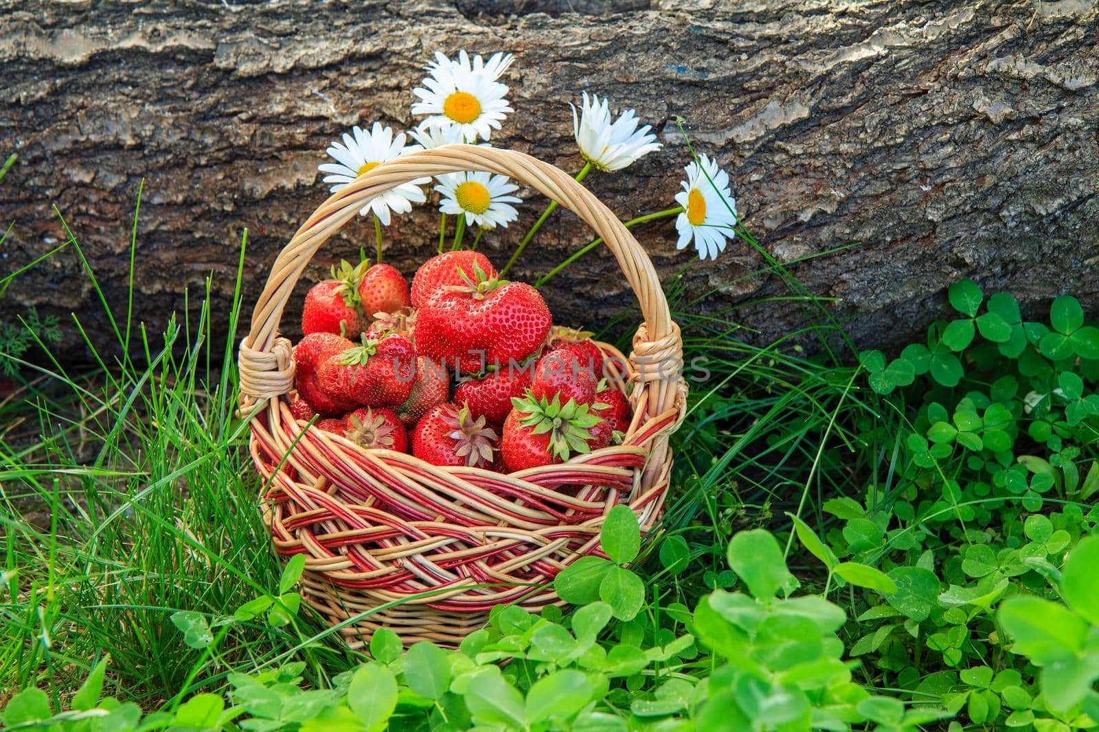 Full basket with fresh picked red ripe strawberries on green grass and tree trunk on the background
