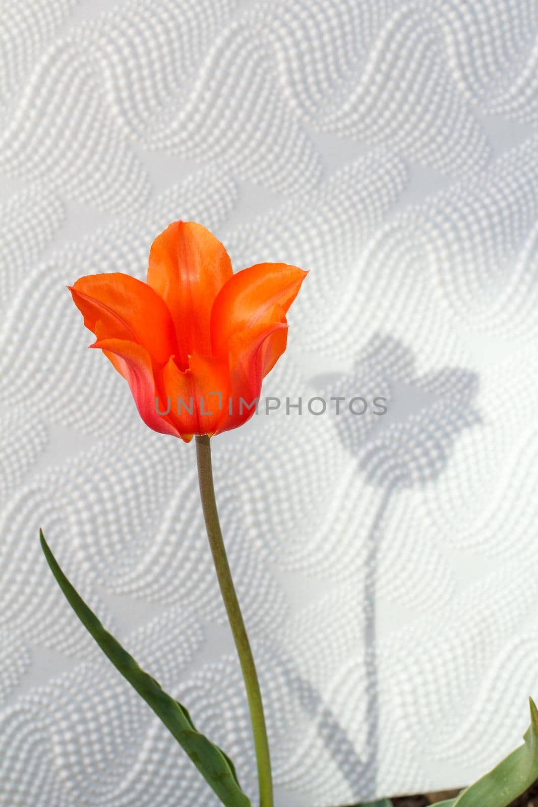 Open flower of red tulip on white background