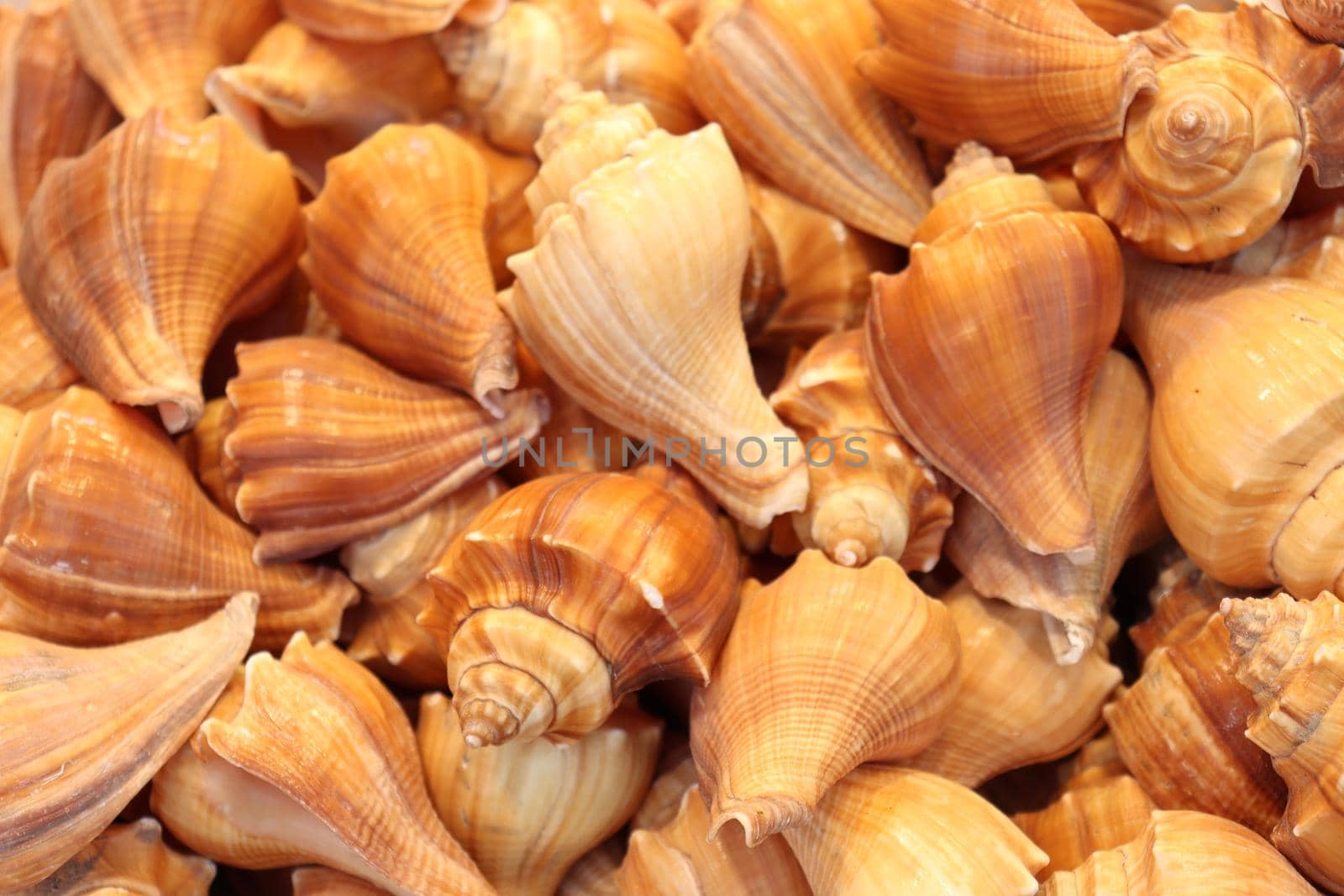 stylish sea snail stock on shop for sell