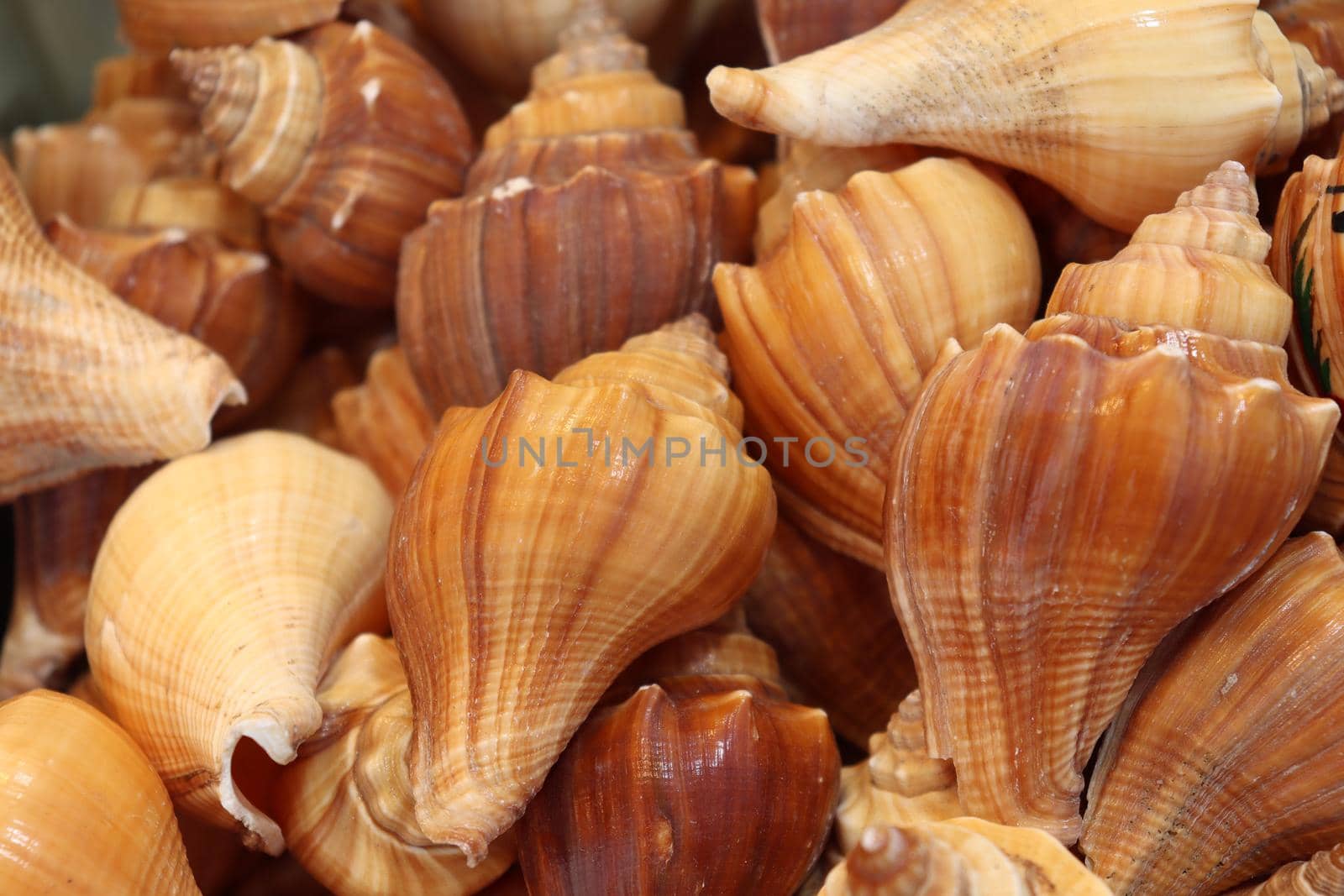 stylish sea snail stock on shop for sell