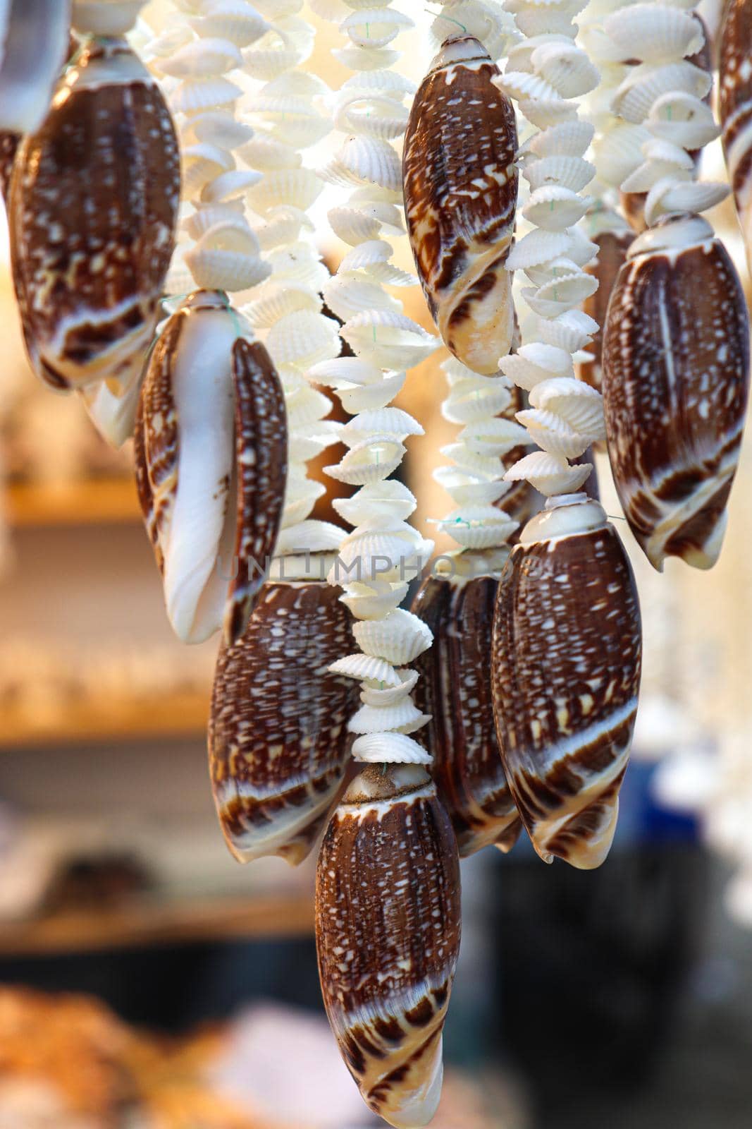 stylish sea snail stock on shop for sell