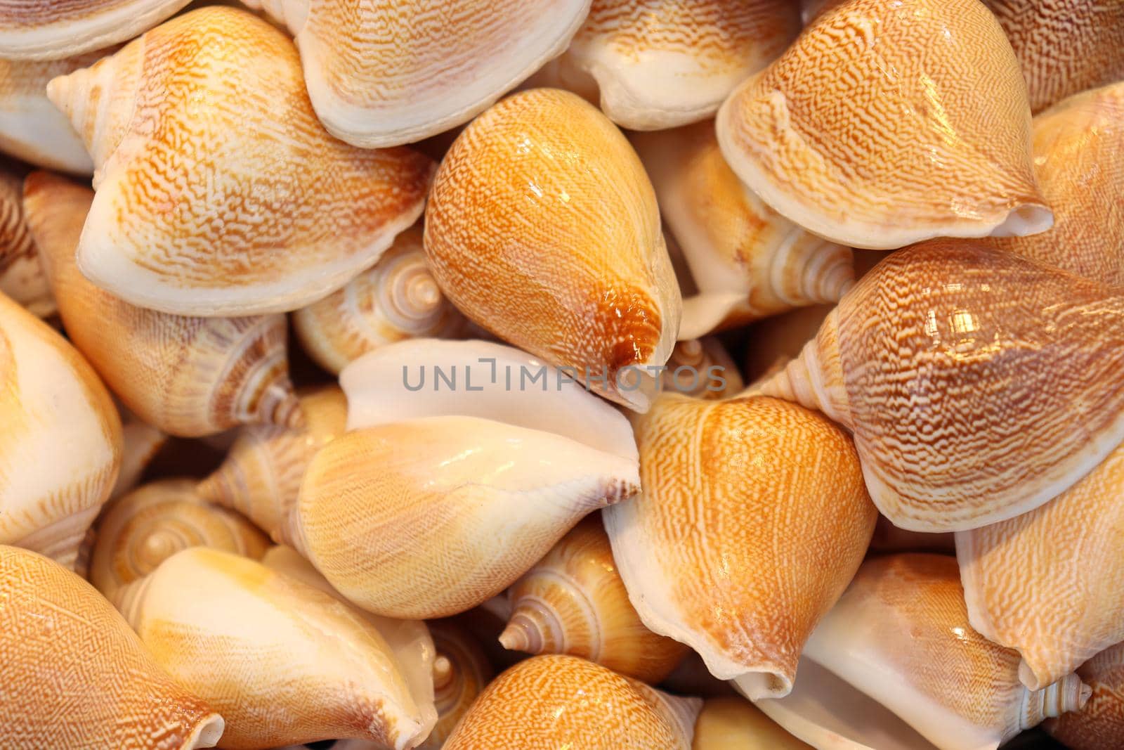 stylish sea snail stock on shop for sell