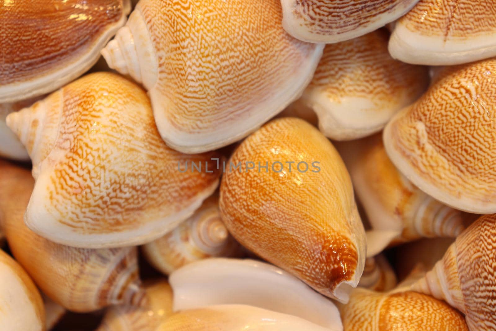 stylish sea snail stock on shop for sell