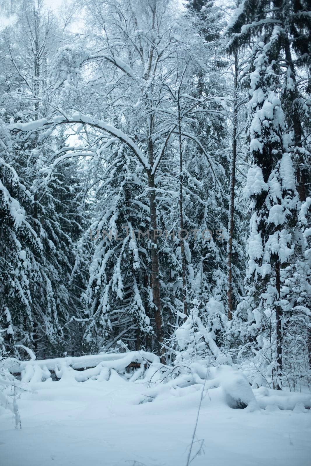 Winter forest. We ate in snow. Natural landscape in snowfall. by OlegKopyov