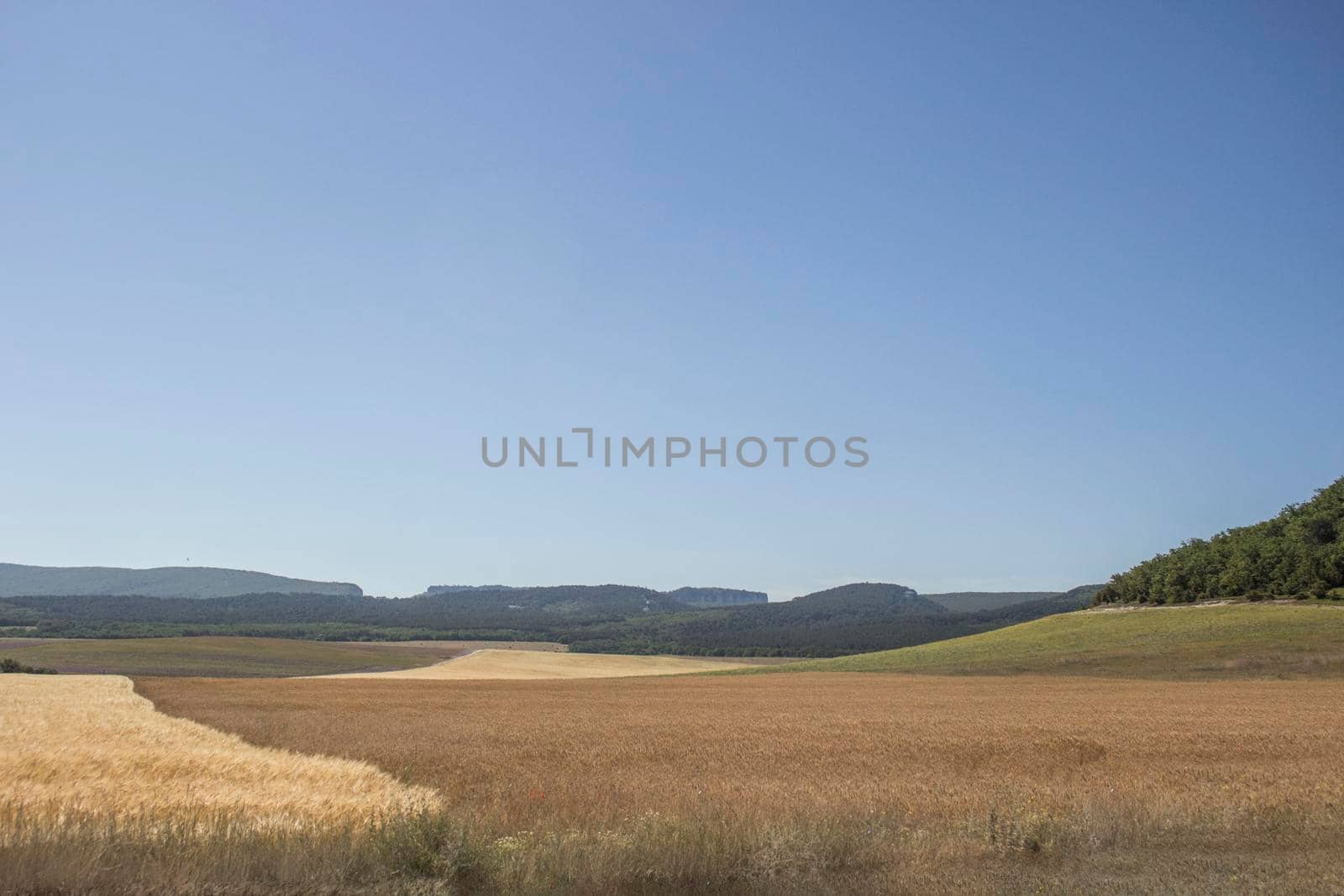 Wheat field in a southern country. Agriculture in the country. Ripe ears of wheat in a spacious field. by OlegKopyov