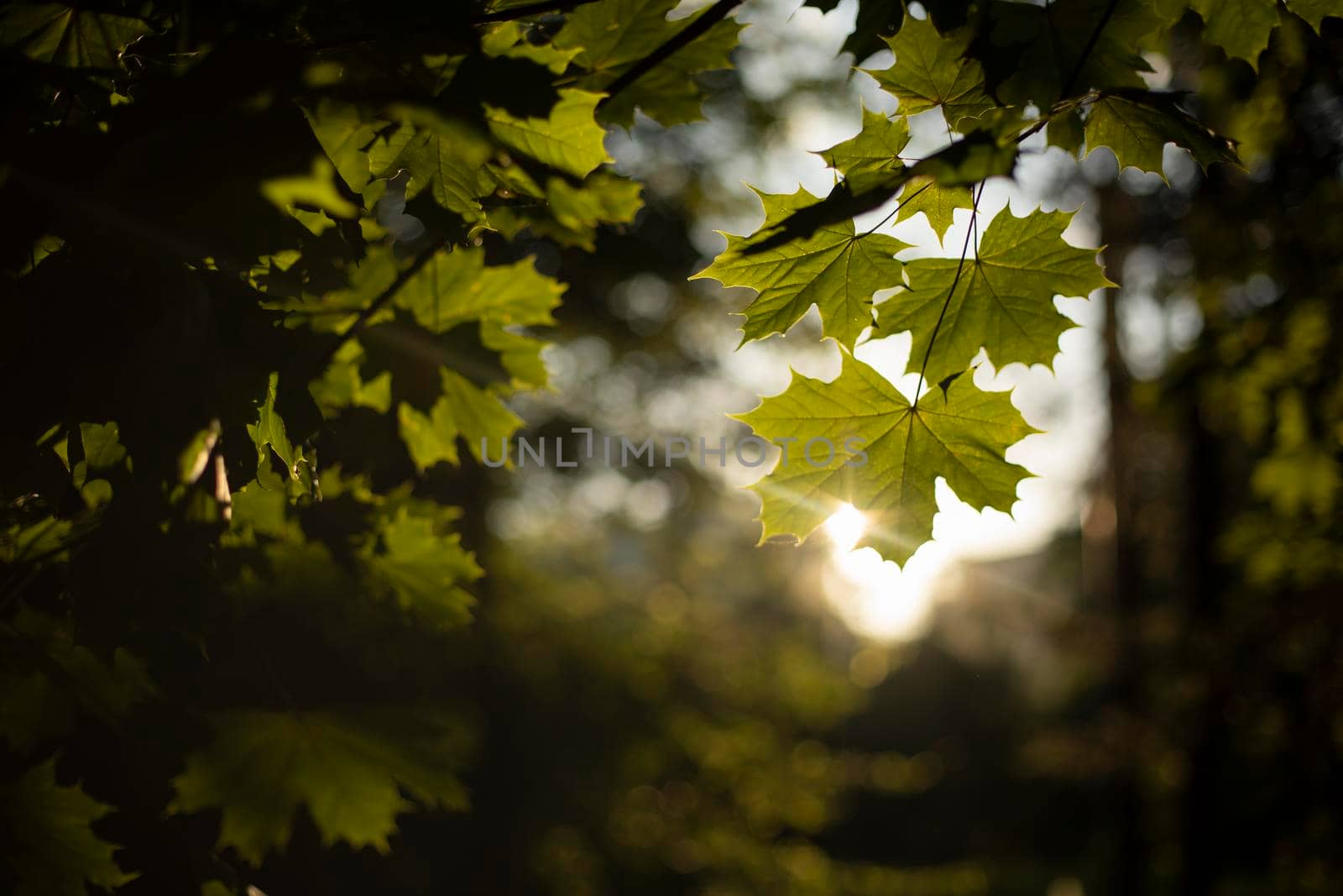 Park at dawn. Near city lake. Greenery in summer in city. by OlegKopyov