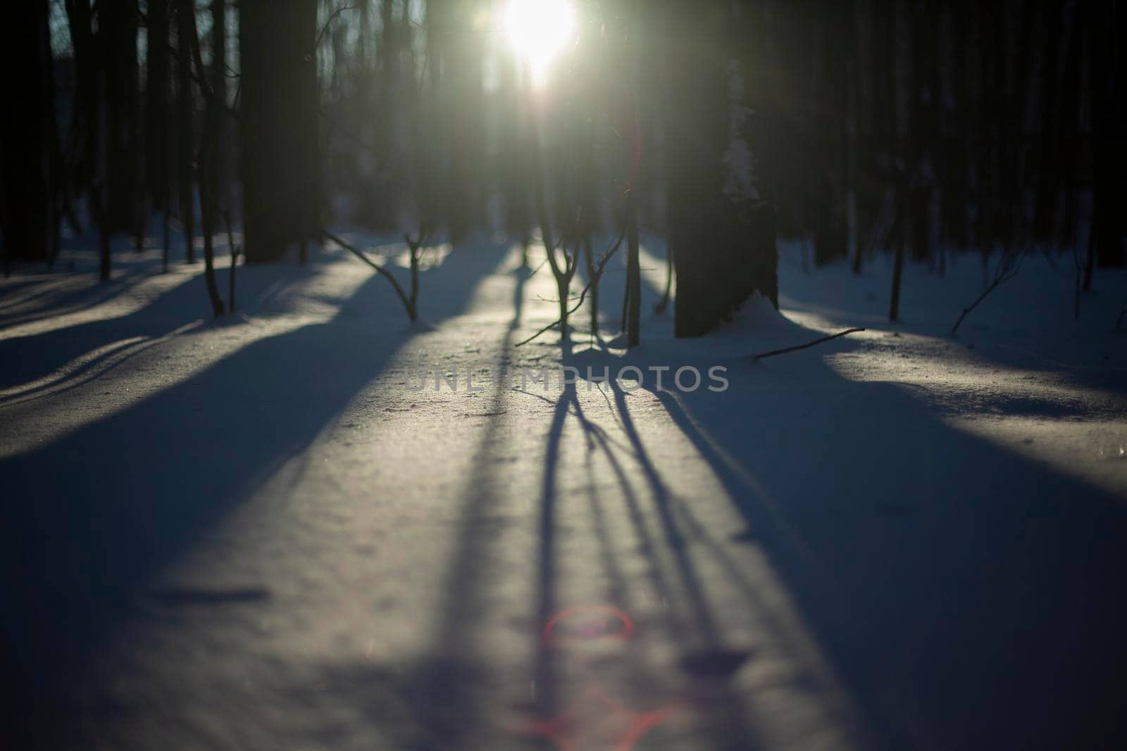 Snowy landscape. Shadows in snow, sun sets behind trees in winter. Natural background.