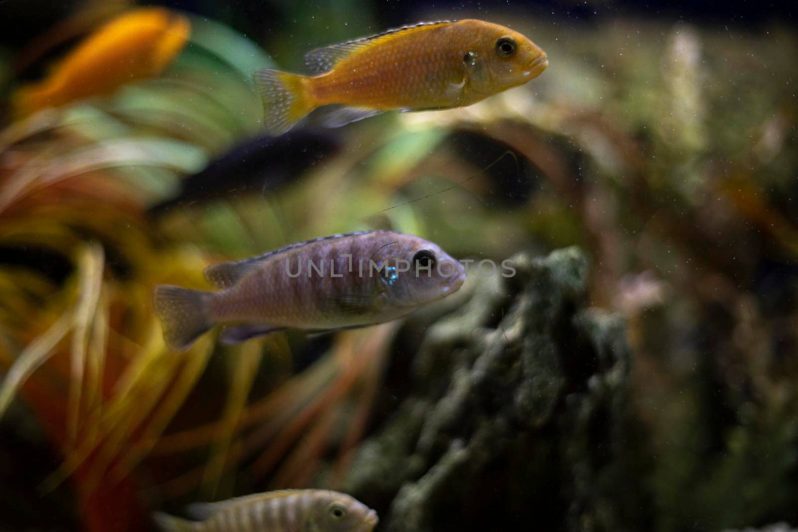 Aquarium is in detail. Fish swim in aquarium. Relaxed atmosphere. by OlegKopyov