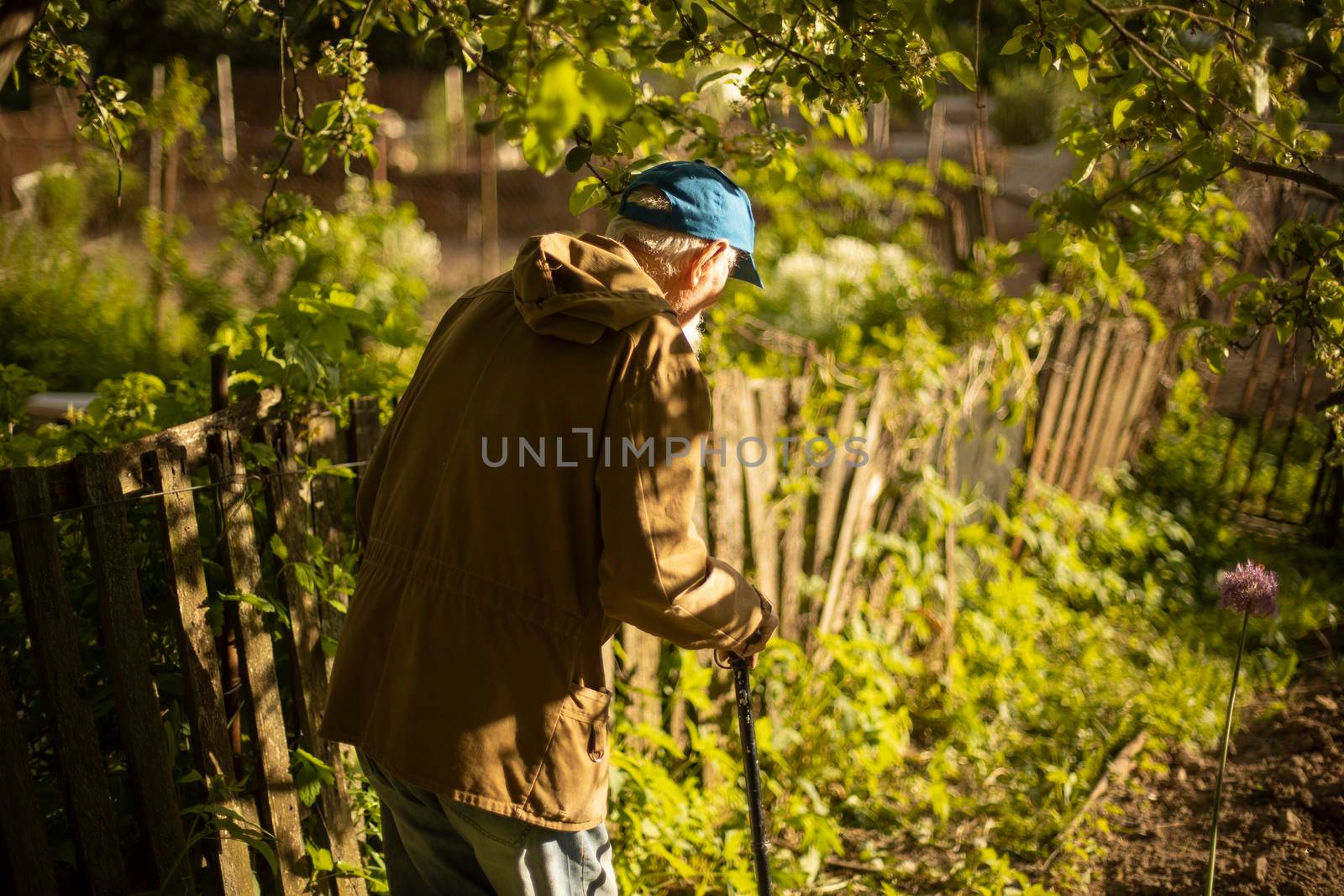 An elderly man in Russia in the garden. Old grandfather in the summer in a green jacket. A person walks in nature during the day. Light illuminates the man's back.