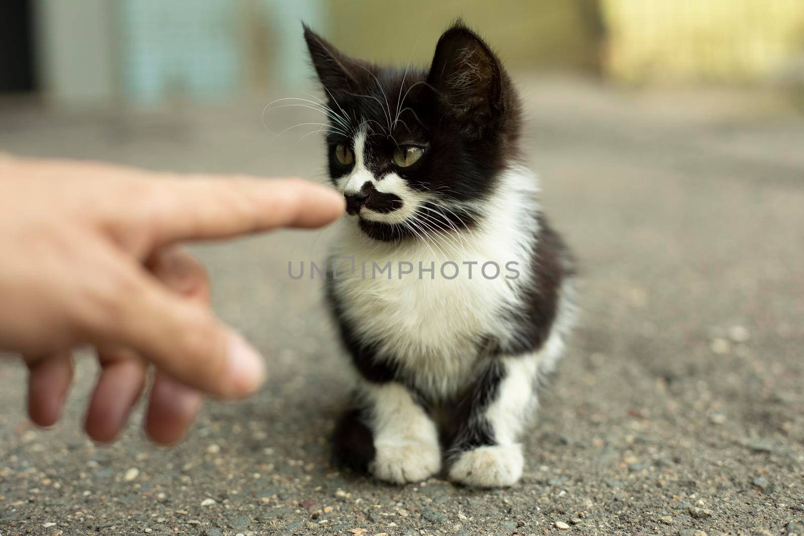 Homeless kitten looks at the finger. by OlegKopyov