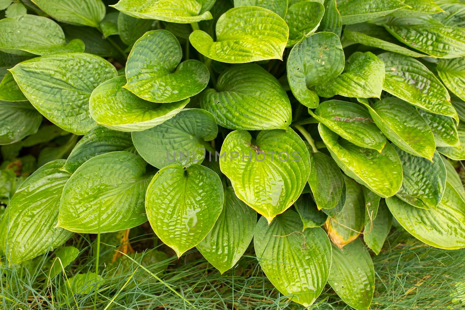 Green leaves. Large plant leaves, Natural background garden plant in summer.