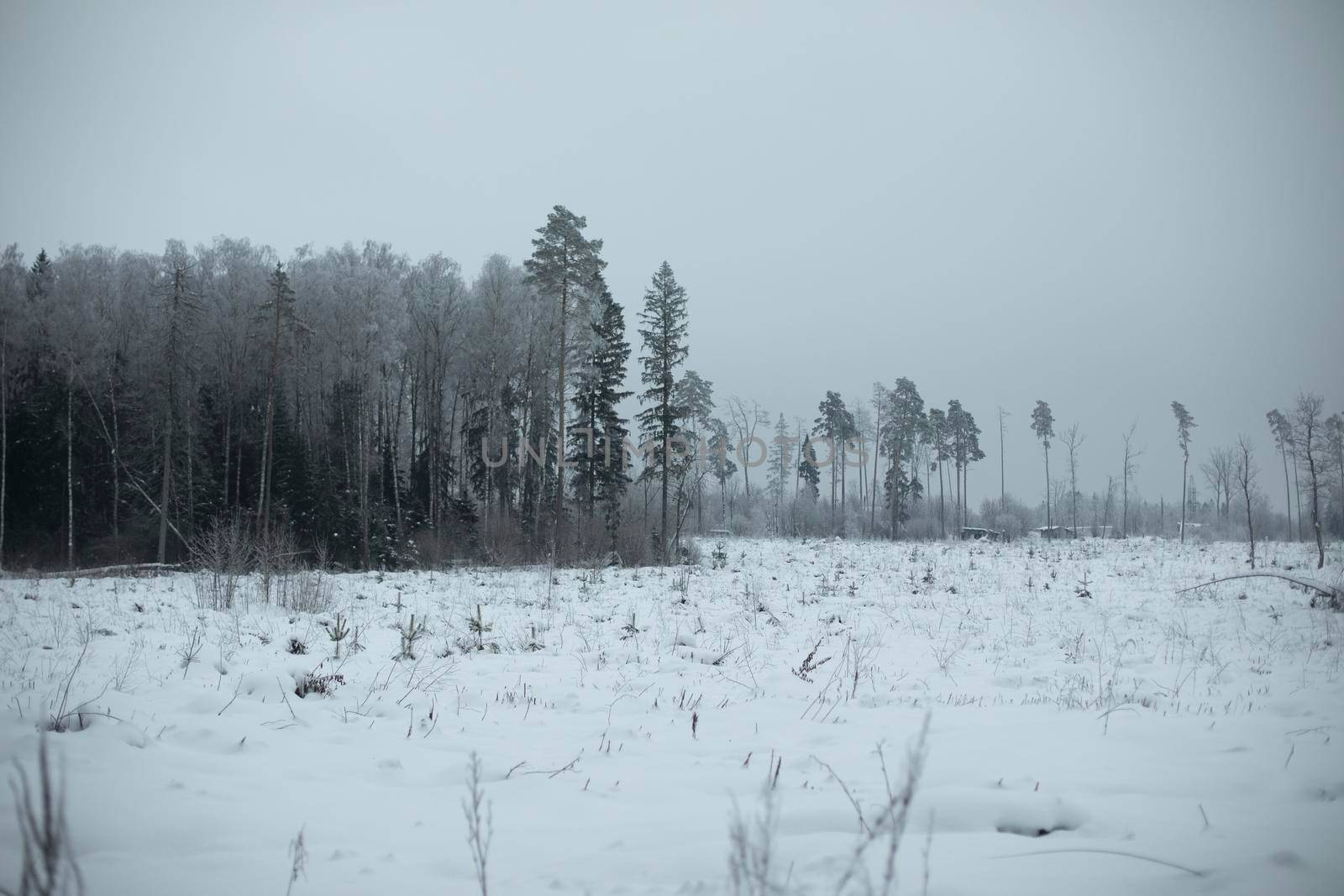 Winter landscape. Deforestation in winter. Field in snow.. Remaining trees. by OlegKopyov