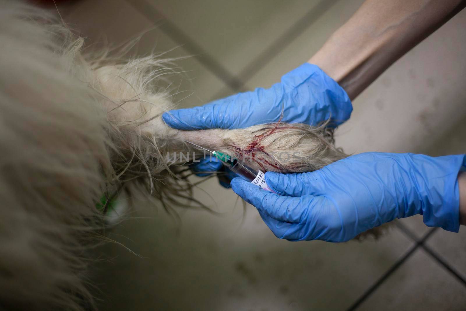 Veterinarian treats a dog. Hands in gloves. A syringe enters a vein. Pet Health Medical practice. by OlegKopyov