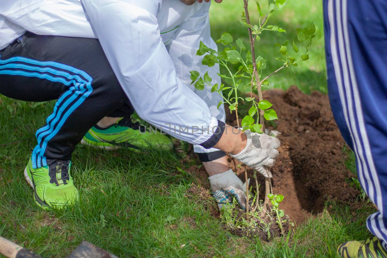 The gardener is planting trees. A gardener with a shovel digs a hole for a seedling. Work in the garden to plant trees in the soil. Reforestation. Nature protection and planting.