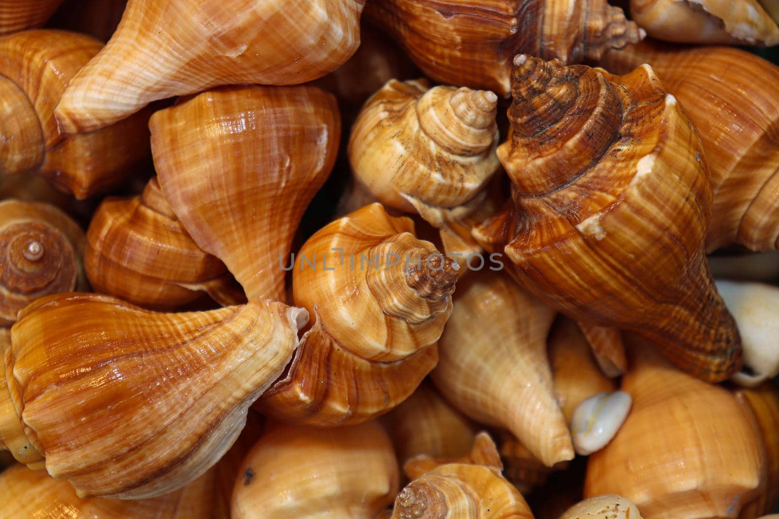 sea snail stock on shop by jahidul2358