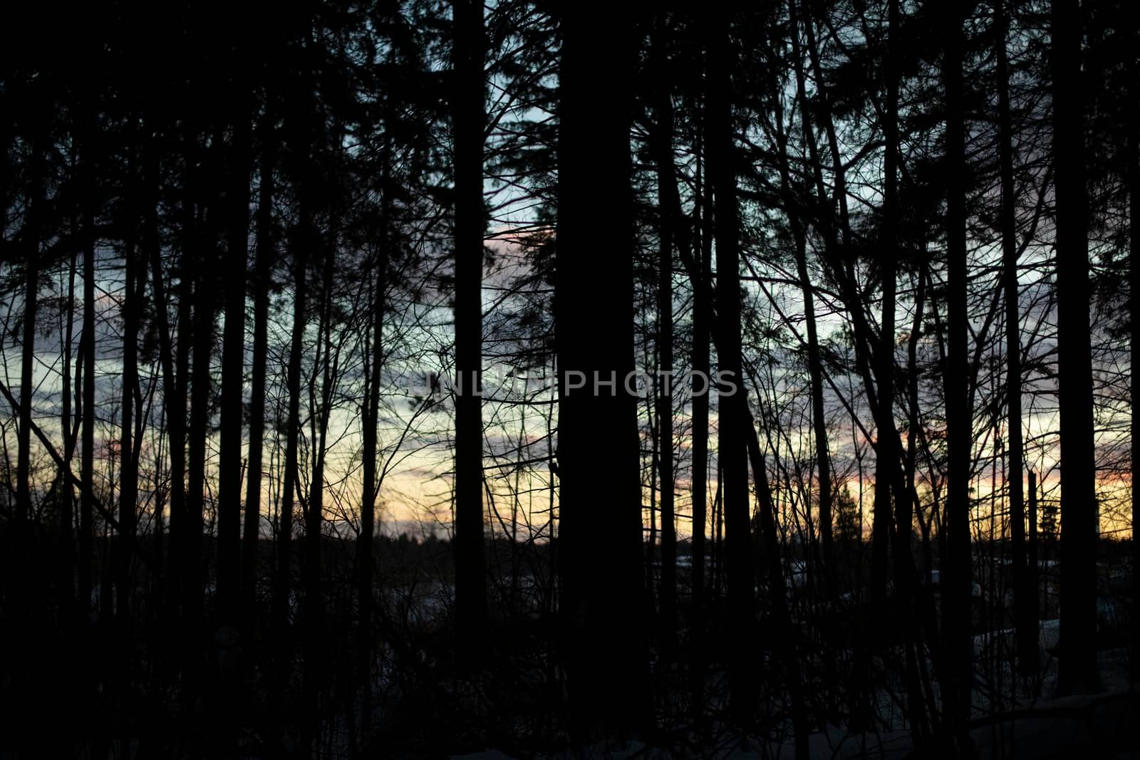 View through trees. Silhouette of forest. Details of nature. Evening landscape.