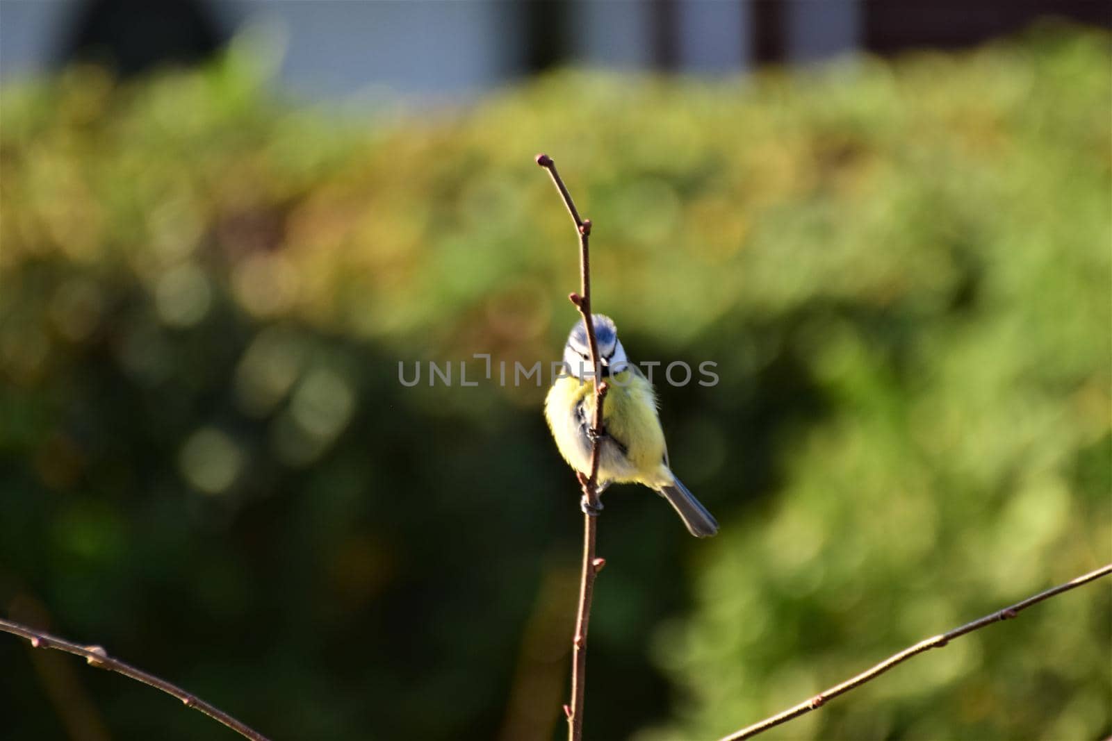 Bluetit in a tree top against a blurred green hedge on a sunny morning