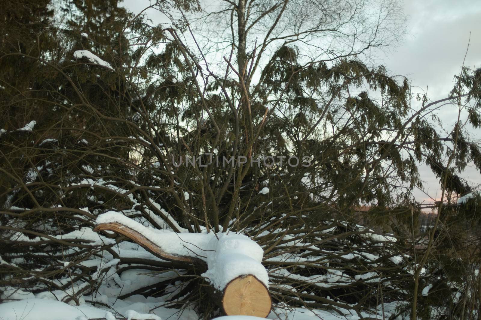 Sawn spruce. Large tree with large branches. Winter felling of forest. by OlegKopyov