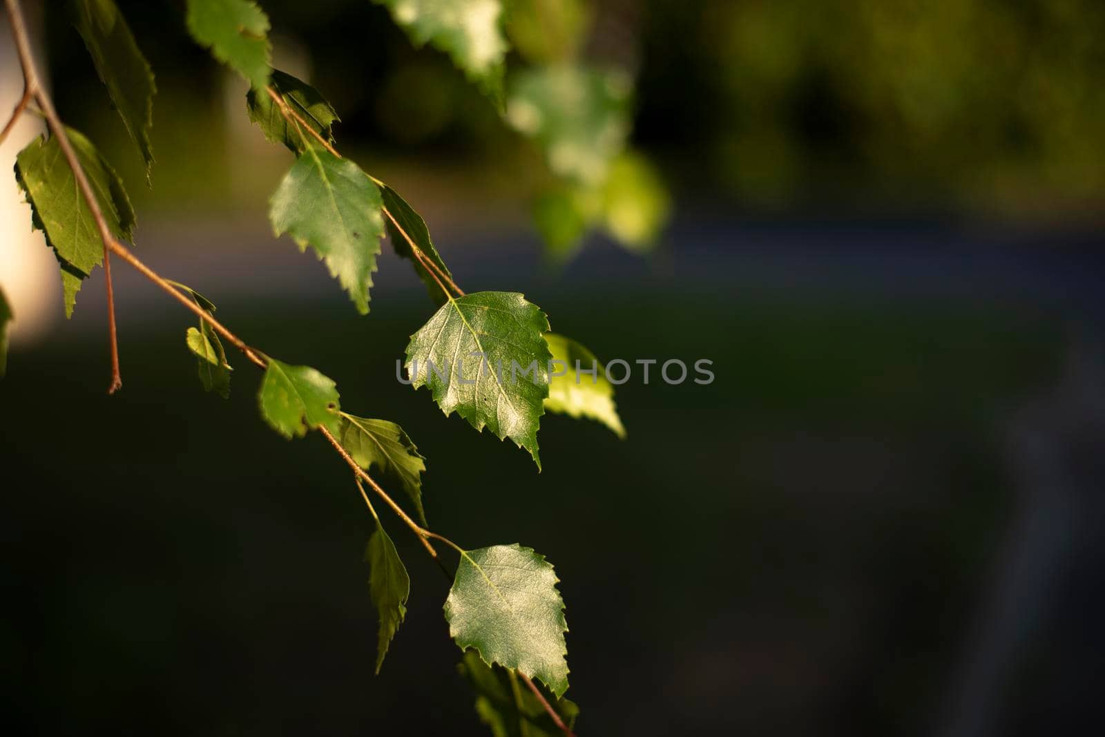 Birch leaves. Plant in summer. Natural color of nature. Tree branches. Spring leaves.